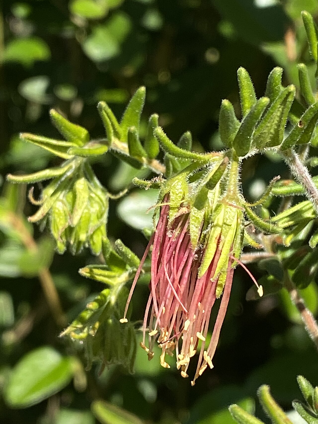 Leionema carruthersii: flower and foliage