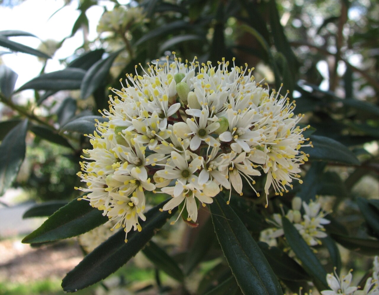Leionema coxii: Leionema coxii (cultivated, labelled) Maranoa Gardens, Balwyn, Victoria, Australia
