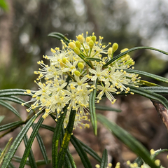 Leionema dentatum (Leionema dentatum)