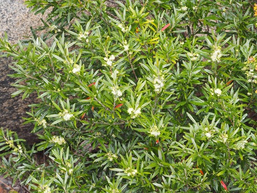 Leionema dentatum (Leionema dentatum)