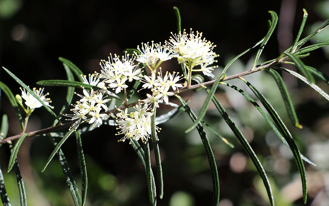 Leionema dentatum: Leionema dentatum, at the Harold Reid Reserve, Castlecrag. Sydney, Australia