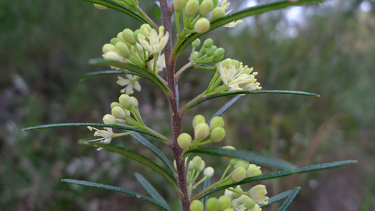 Leionema dentatum: Toothed Phebalium, Leionema dentatum , buds. Heathcote National Park, NSW Australia, August 2013.