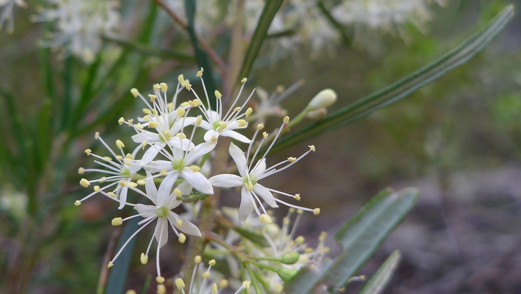 Leionema dentatum (Leionema dentatum)