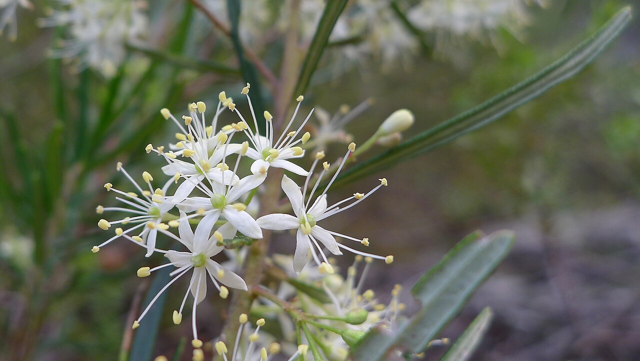 Leionema dentatum: Toothed Phebalium, Leionema dentatum , flowers with 5 petals and 10 stamens. Heathcote National Park, NSW Australia, August 2013.