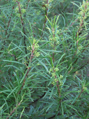 Leionema dentatum (Leionema dentatum)