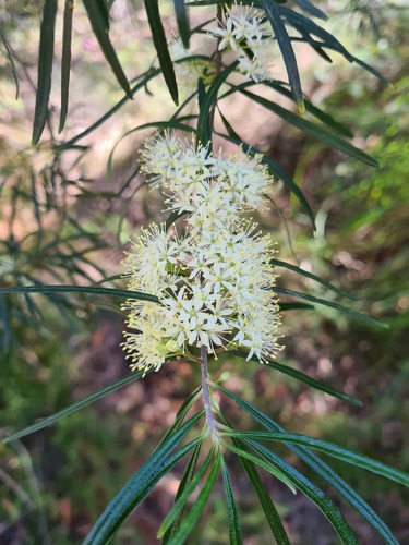 Leionema dentatum (Leionema dentatum)