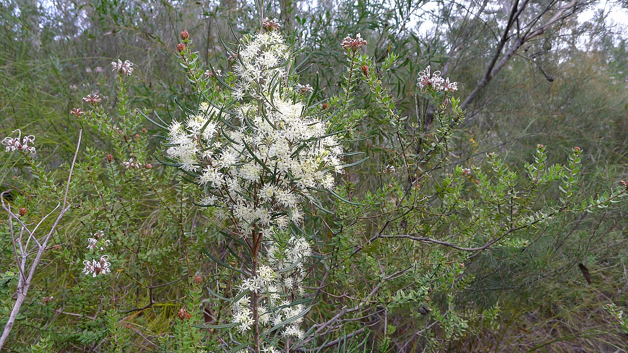 Leionema dentatum: Toothed Phebalium, Leionema dentatum , flowers. Heathcote National Park, NSW Australia, August 2013.