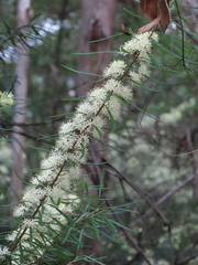 Leionema dentatum (Leionema dentatum)