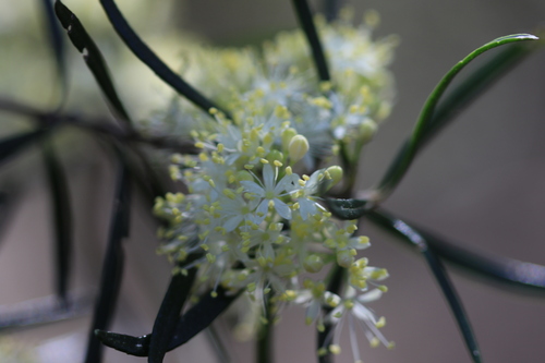 Leionema dentatum (Leionema dentatum)
