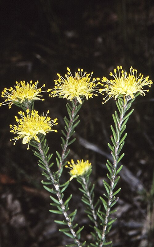 Leionema diosmeum: Flowers and foliage