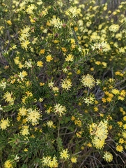 Leionema diosmeum (Leionema diosmeum)