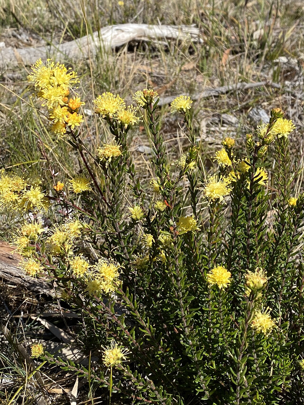 Leionema diosmeum: Leionema diosmeum growing on roadside near Kangaloon