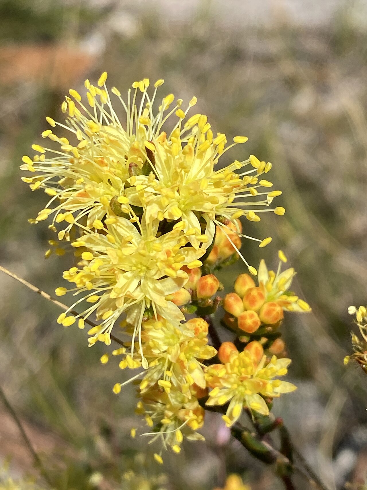 Leionema diosmeum: Leionema diosmeum growing on roadside near Kangaloon