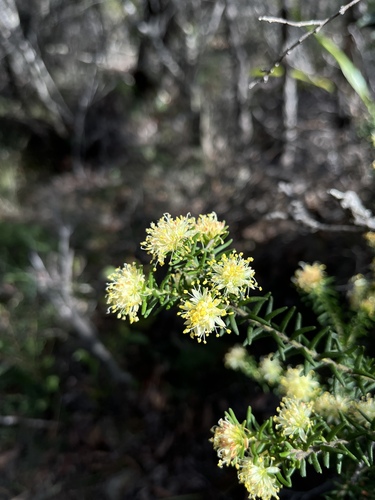 Leionema diosmeum (Leionema diosmeum)