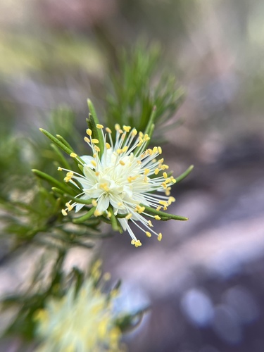 Leionema diosmeum (Leionema diosmeum)