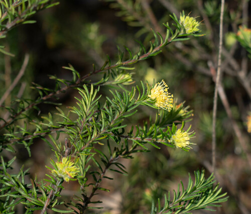 Leionema diosmeum (Leionema diosmeum)