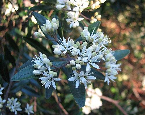 Leionema elatius: Leionema elatius subsp. beckleri (cultivated, labelled) Maranoa Gardens, Balwyn, Victoria, Australia