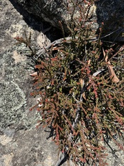 Leionema lamprophyllum (Leionema lamprophyllum)