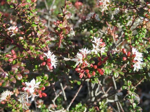 Leionema lamprophyllum (Leionema lamprophyllum)