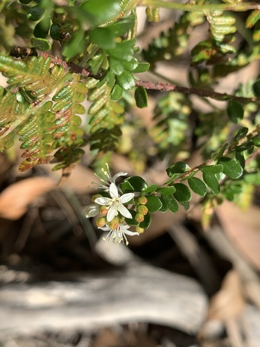 Leionema lamprophyllum (Leionema lamprophyllum)