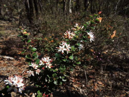 Leionema lamprophyllum (Leionema lamprophyllum)