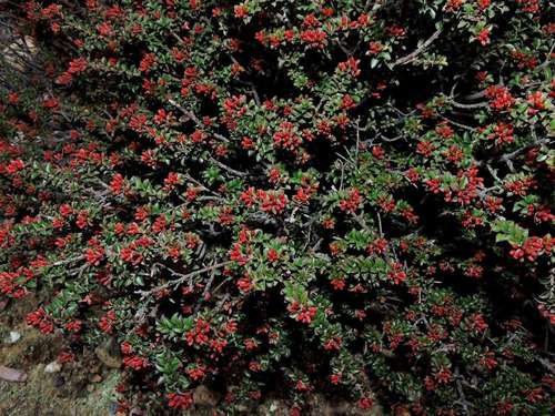 Leionema lamprophyllum (Leionema lamprophyllum)