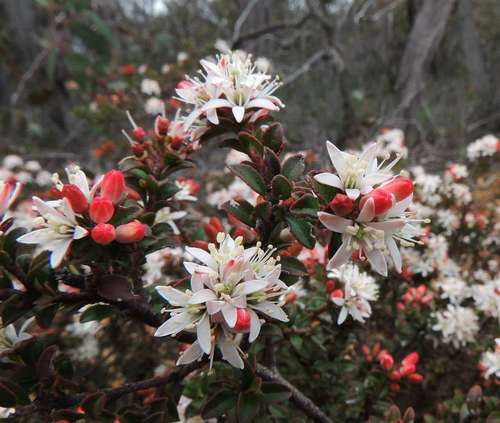 Leionema lamprophyllum (Leionema lamprophyllum)