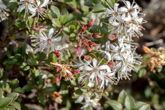 Leionema lamprophyllum (Leionema lamprophyllum)