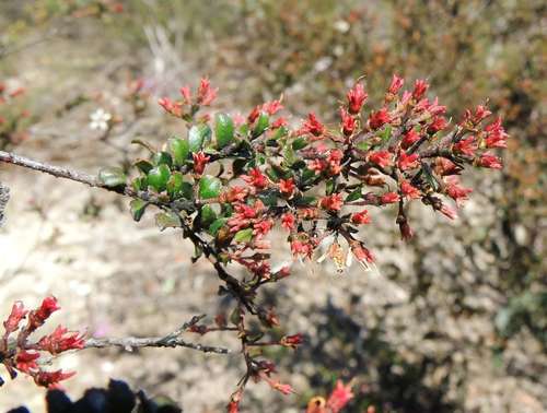 Leionema lamprophyllum (Leionema lamprophyllum)
