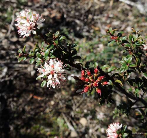 Leionema lamprophyllum (Leionema lamprophyllum)
