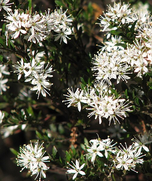 Leionema lamprophyllum: Leionema lamprophyllum , Maranoa Gardens, Balwyn, Victoria, Australia