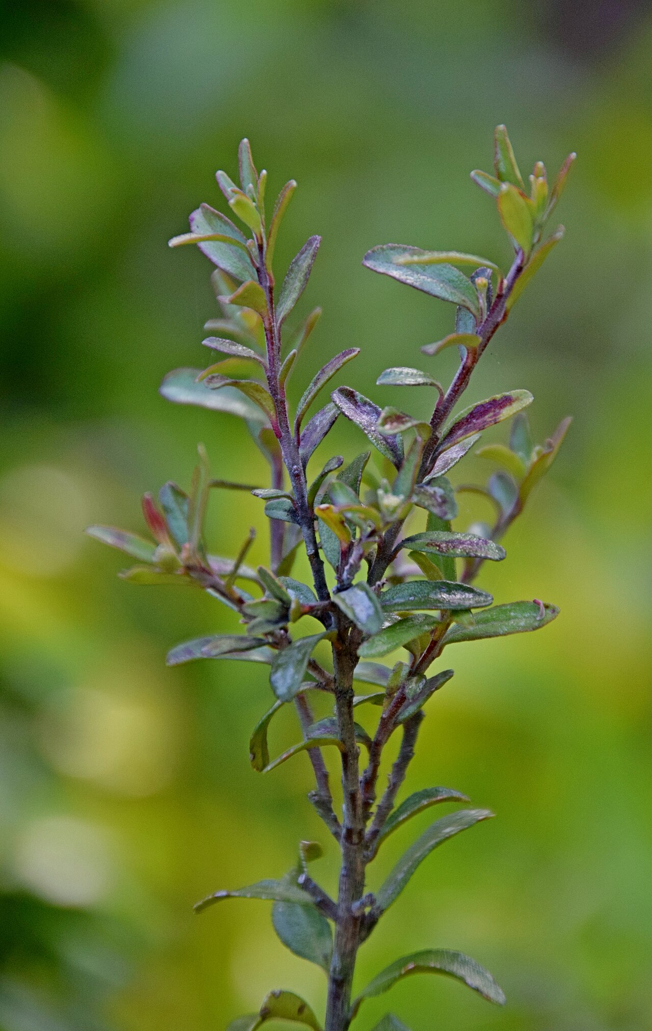 Leionema nudum: Leionema nudum in Dunedin Botanic Garden, Dunedin, New Zealand
