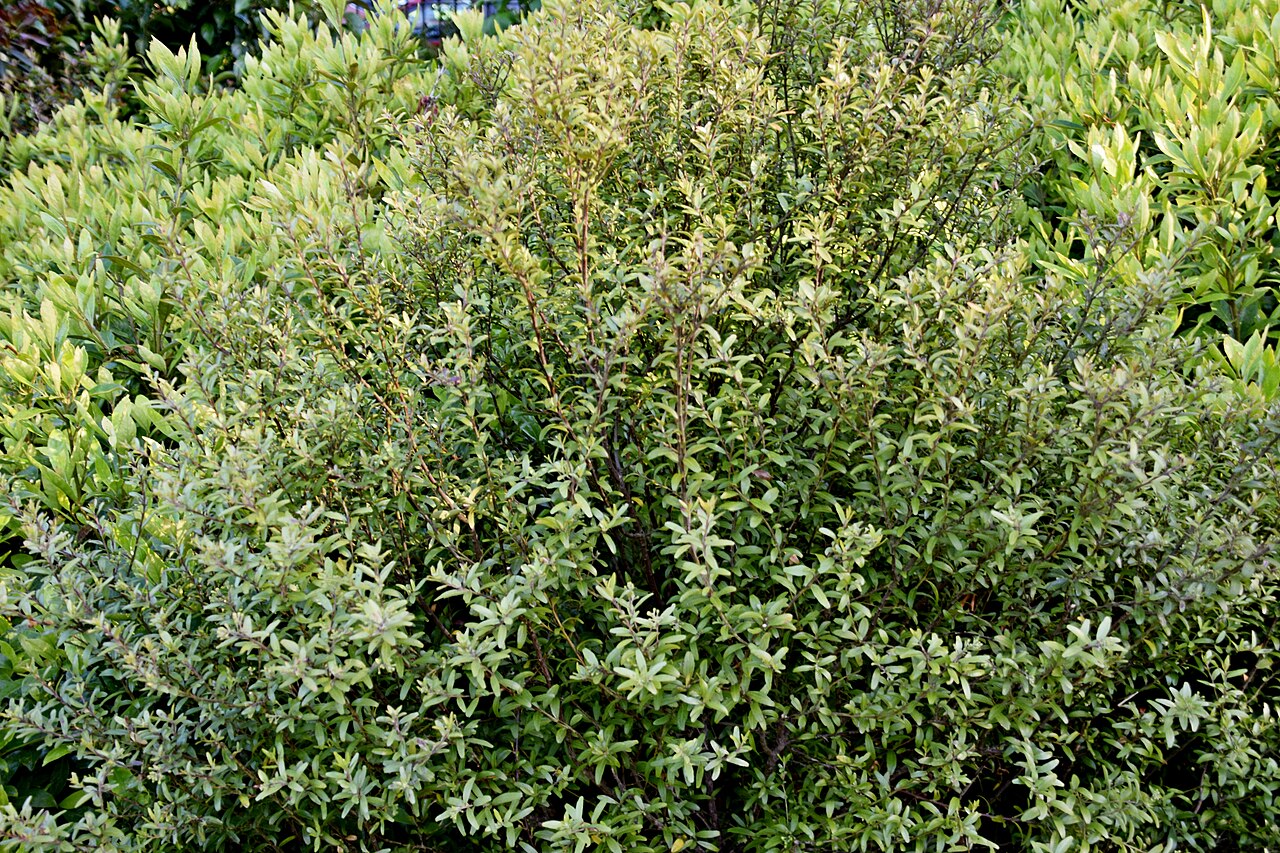 Leionema nudum: Leionema nudum in Dunedin Botanic Garden, Dunedin, New Zealand