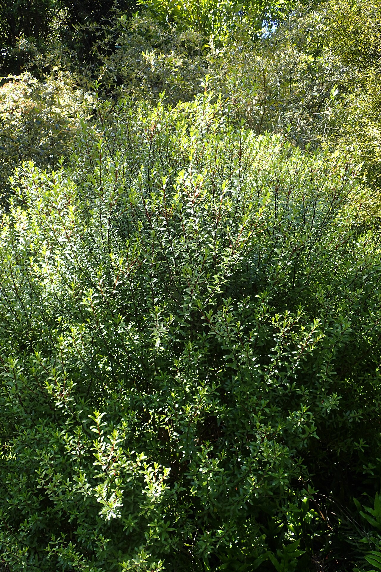 Leionema nudum: Leionema nudum in Dunedin Botanic Garden