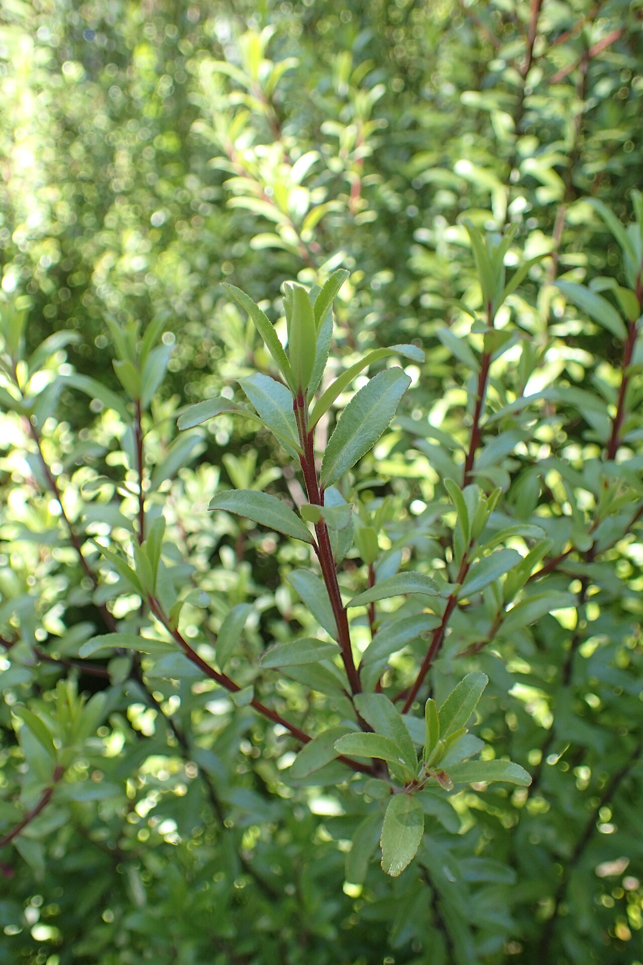 Leionema nudum: Leionema nudum in Dunedin Botanic Garden