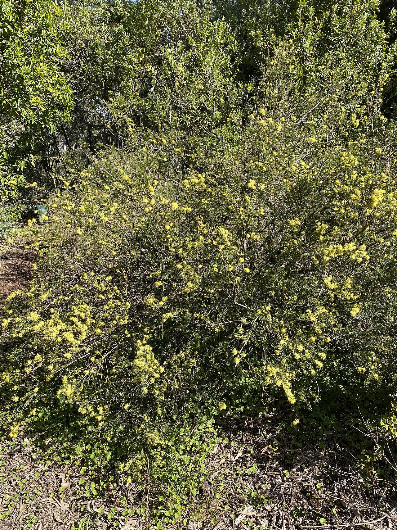 Leionema phylicifolium: Leionema phylicifolium habit