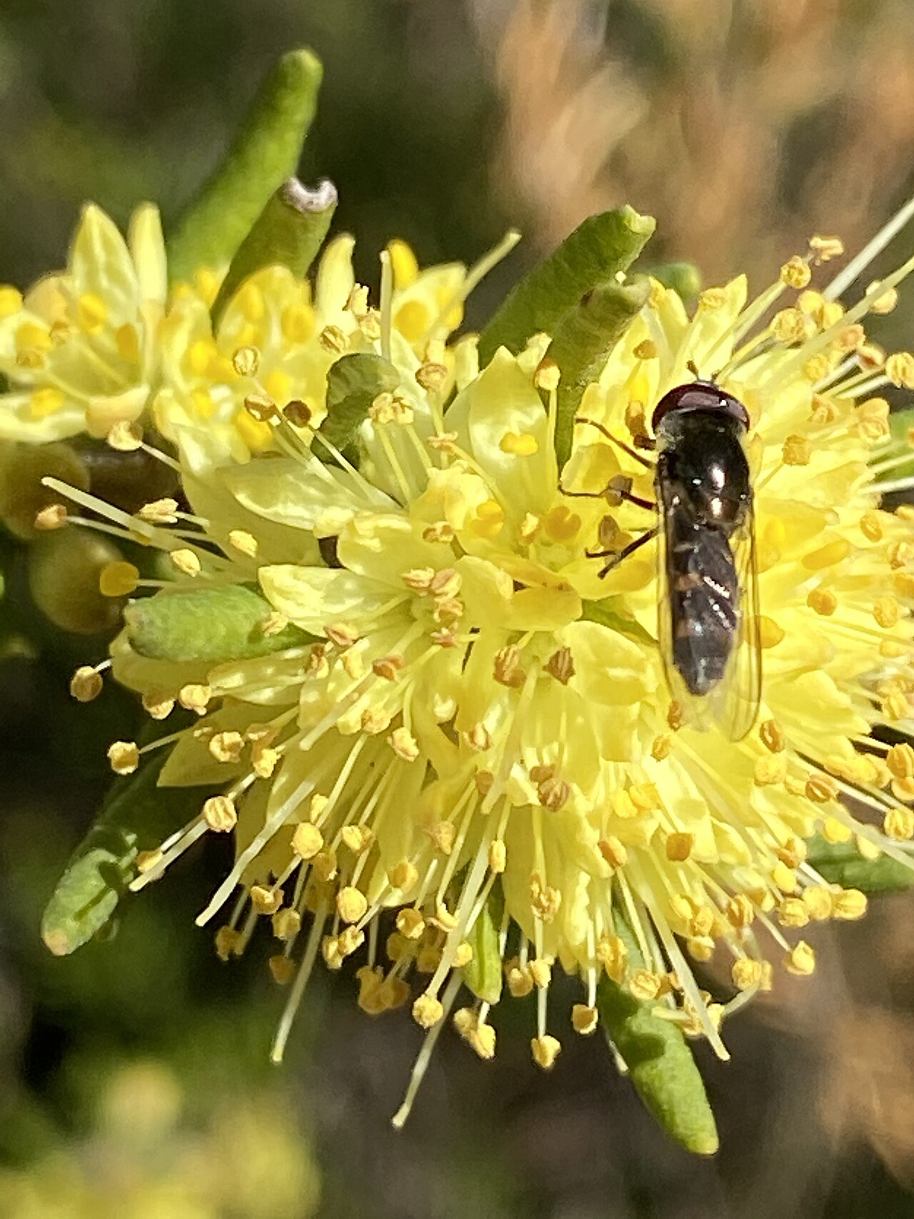 Leionema phylicifolium: Leionema phylicifolium in the Australian National Botanic Garden, Canberra