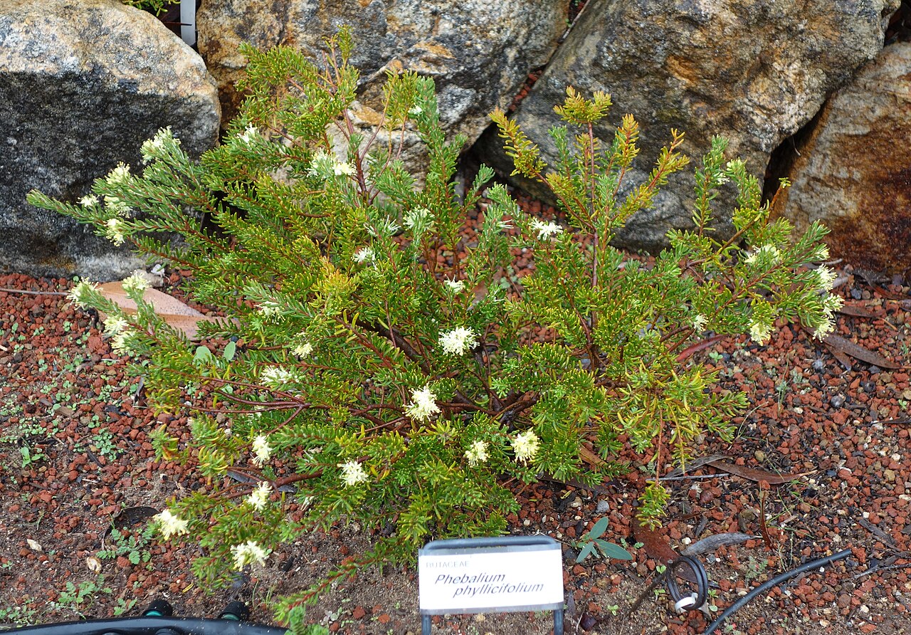 Leionema phylicifolium: Botanical specimen in the UC Santa Cruz Arboretum at the University of California, Santa Cruz - 1156 High Street, Santa Cruz, California, USA.