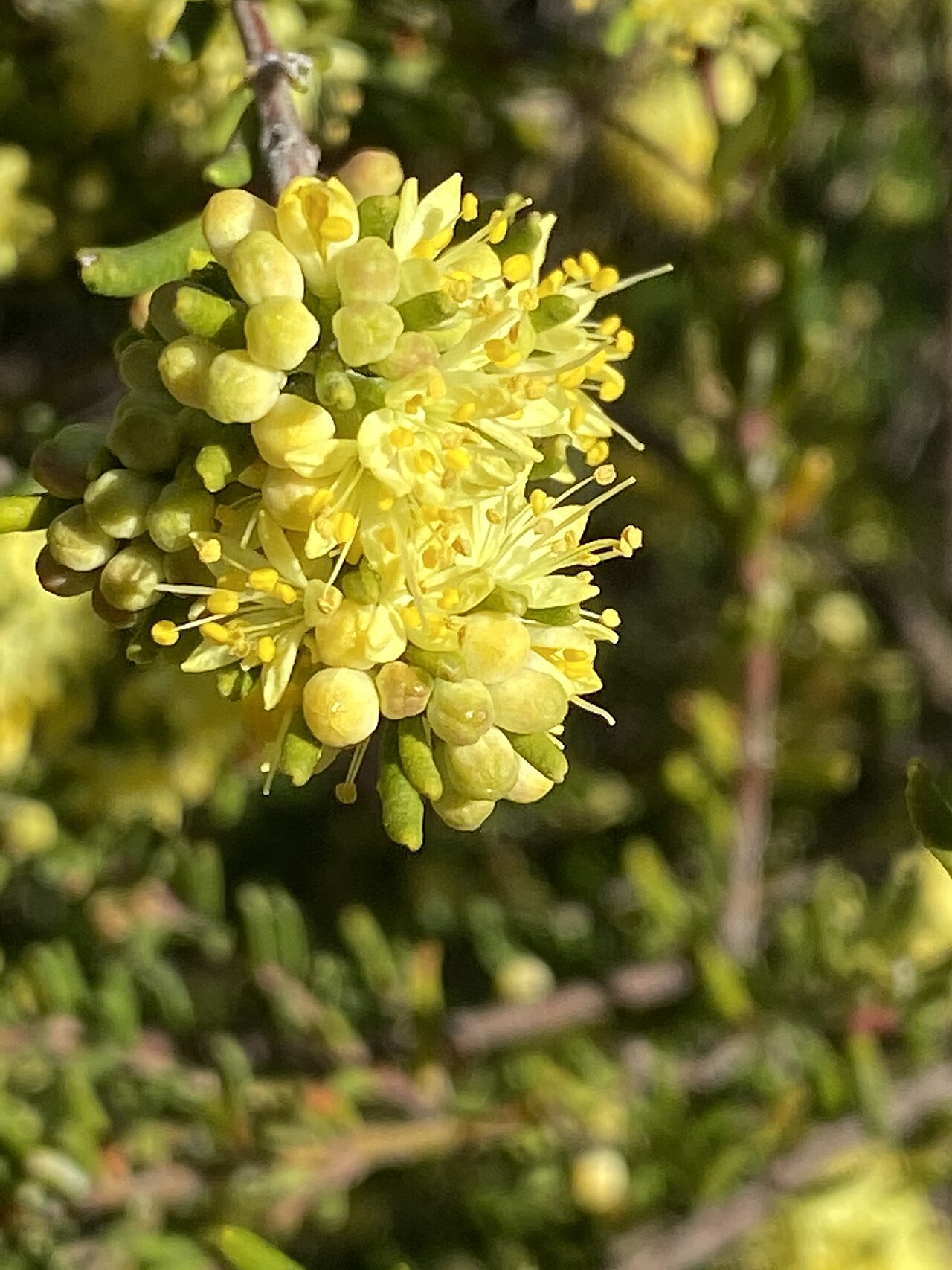 Leionema phylicifolium: Leionema phylicifolium in the Australian National Botanic Garden, Canberra