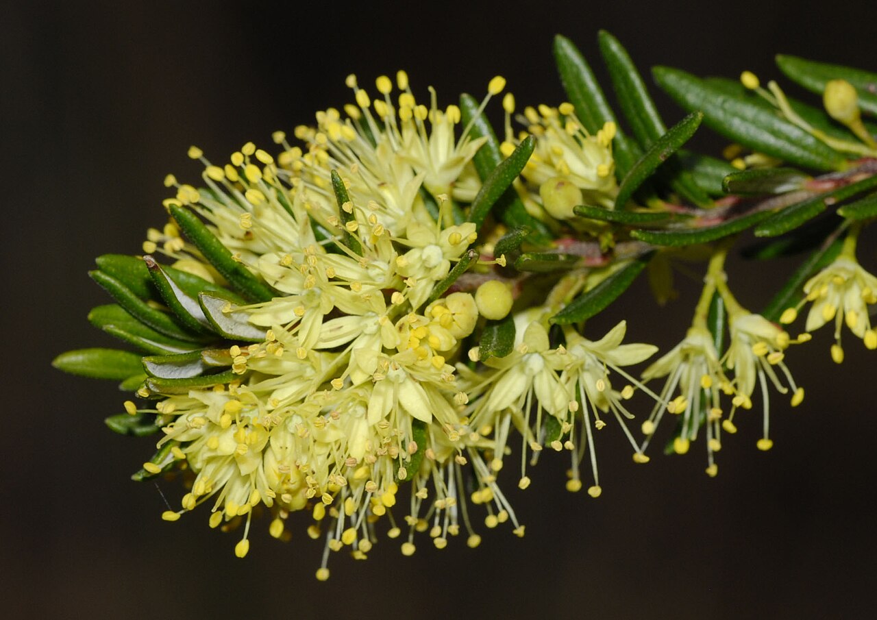 Leionema phylicifolium: Leionema phylicifolium flowers
