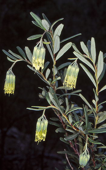 Leionema ralstonii: Flowers & foliage