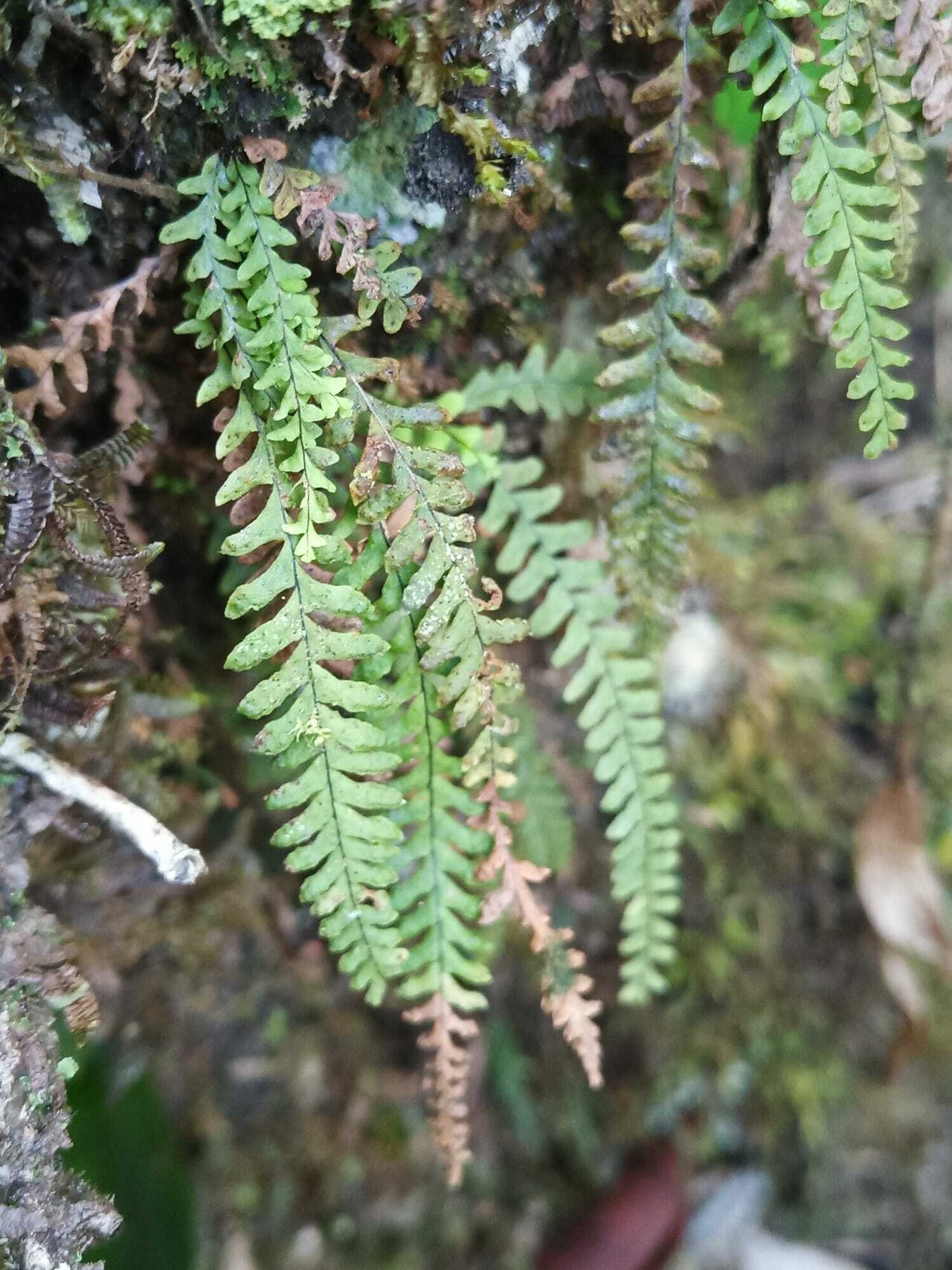 Jamaican lellingeria: Lellingeria suspensa in French Guiana