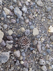 Lenzia chamaepitys (Lenzia chamaepitys)