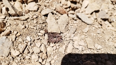 Lenzia chamaepitys (Lenzia chamaepitys)