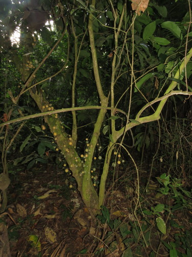 Leonia crassa (Leonia crassa)