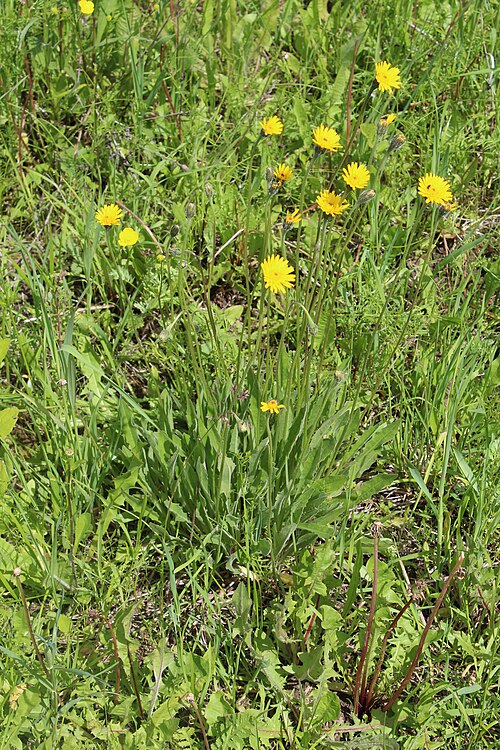 Bristly hawkbit: Leontodon hispidus
