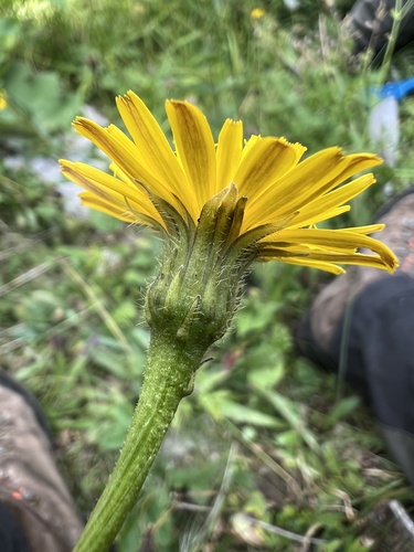Bristly hawkbit (Leontodon hispidus)