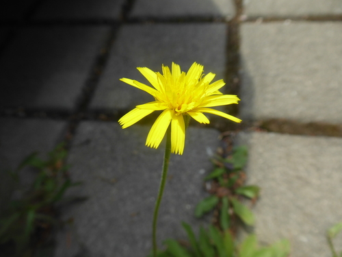 Bristly hawkbit (Leontodon hispidus)