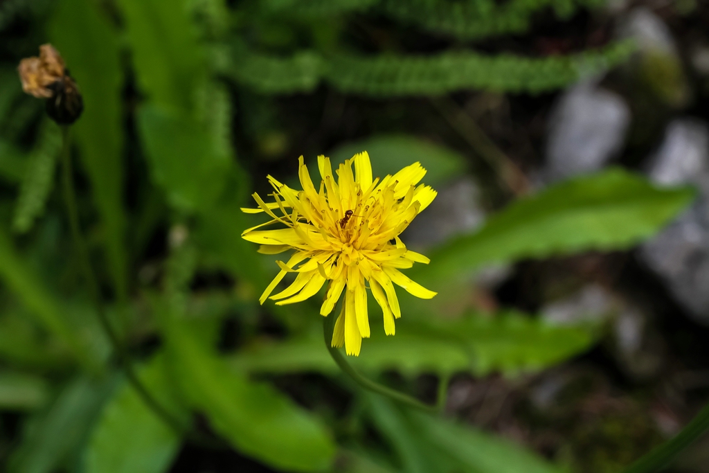 Bristly hawkbit: Slowenien , Julische Alpen : Botanischer Garten Alpinum Juliana in Trenta : Steifhaariger_Löwenzahn