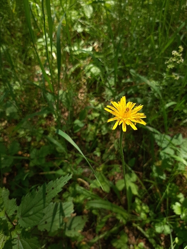 Bristly hawkbit (Leontodon hispidus)